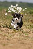 CORGI PEMBROKE 421